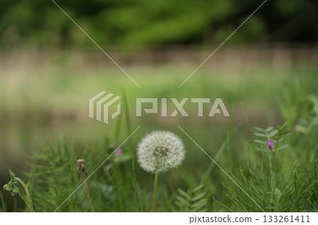 草叢裡長著絨毛 草叢裡長著絨毛 133261411