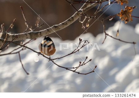棲息在樹枝上的各種山雀 133261474