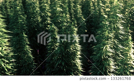 Thick rows of healthy cannabis plants fill the landscape, basking under the warm sun. Each plant shows vibrant green leaves, indicating optimal growth and care on a flourishing farm. 133261768
