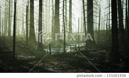 Tall, charred trees stand sentinel in a hazy forest, light filtering through. Scattered foliage hints at life returning, while shadows stretch across the muted terrain in quiet reflection. 133261936