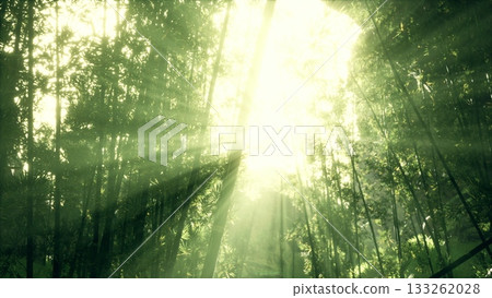 Rays of sunlight cascade through the dense trees of a vibrant forest, illuminating the rich greenery below. This tranquil morning setting invites peace and wonder. 133262028