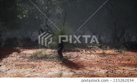 In a serene outback setting, a solitary grass tree stands proudly amid sparse foliage and rocky terrain, bathed in the soft glow of twilight. Nature thrives quietly in this rugged land. In a serene outback setting, a solitary grass tree stands proudly amid sparse foliage and rocky terrain, bathed in the soft glow of twilight. Nature thrives quietly in this rugged land. 133262034