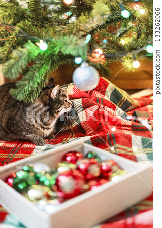 Mackerel Tabby striped cat sitting by Christmas tree decorated with balls and garland ligths on red blanket Chinese New Year holidays decorations 133262066