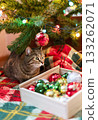 Mackerel Tabby striped cat sitting by Christmas tree decorated with balls and garland ligths on red blanket Chinese New Year holidays decorations 133262071
