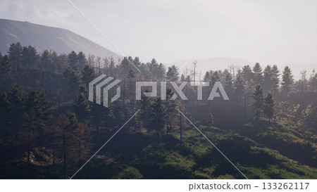 Charred trees stand tall against the sunlight, symbolizing natures endurance. Greenery begins to reclaim burned land, harmonizing with misty mountains in the background, evoking hope. Charred trees stand tall against the sunlight, symbolizing natures endurance. Greenery begins to reclaim burned land, harmonizing with misty mountains in the background, evoking hope. 133262117