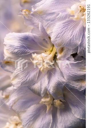 Soft purple blossom closeup with fine veins 133262191