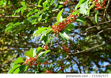 Red berries of the Japanese silverleaf (Aquifoliaceae) 133262577