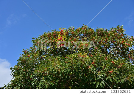 Red berries of the Japanese silverleaf (Aquifoliaceae) 133262621