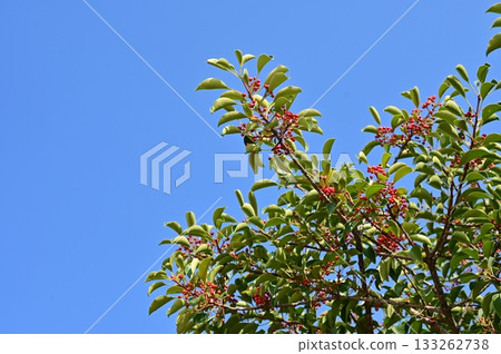 日本銀葉樹（Aquifoliaceae）的紅色漿果 133262738