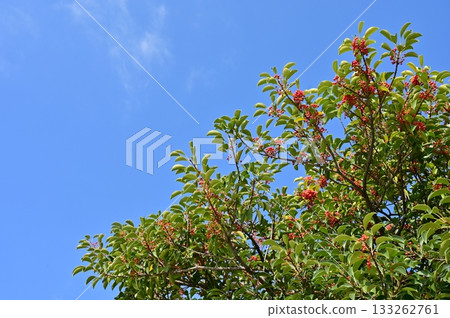 Red berries of the Japanese silverleaf (Aquifoliaceae) 133262761