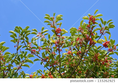 日本銀葉樹（Aquifoliaceae）的紅色漿果 133262925