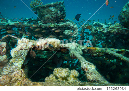 An artificial coral reef teaming with life in the Red Sea, Hurghada, Egypt. Blue ocean background 133262984