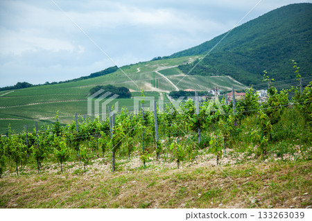 Vineyards on a hillslope under a cloudy sky during early summer near a small village Vineyards on a hillslope under a cloudy sky during early summer near a small village 133263039