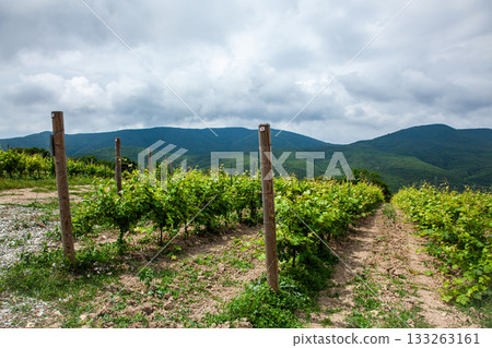 Vineyard landscape with lush green rows under a cloudy sky in the countryside 133263161