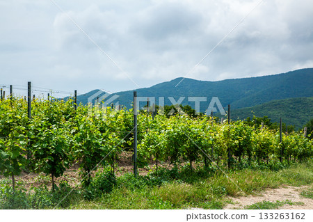 Green grapevines in a vineyard with mountains in the background under cloudy sky Green grapevines in a vineyard with mountains in the background under cloudy sky 133263162