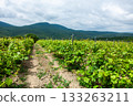 Wine vineyard landscape with green vines under a cloudy sky in a mountainous region 133263211