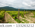 Wine vineyard landscape with green vines under a cloudy sky in a mountainous region 133263212