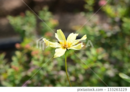 Coreopsis grandiflora (Asteraceae) 133263229