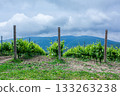 Lush vineyard landscape with green grapevines and rolling hills under cloudy sky 133263238
