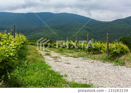 Vineyard pathway along lush green hills in rural landscape 133263239