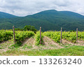 Vineyard landscape with mountain backdrop in the afternoon sun 133263240