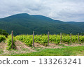Vineyard landscape with mountain backdrop in the afternoon sun 133263241