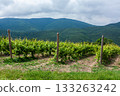 Vineyard landscape under cloudy sky in the mountains during midday 133263242