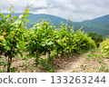 Vineyard rows flourishing under cloudy skies in scenic countryside 133263244