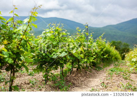 Vineyard rows flourishing under cloudy skies in scenic countryside 133263244