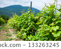Lush vineyard rows under a cloudy sky with distant mountains in the background 133263245