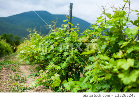 Lush vineyard rows under a cloudy sky with distant mountains in the background 133263245