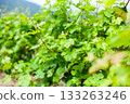 Vineyard in early summer tending to grape plants under bright sunlight 133263246