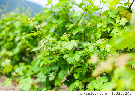 Vineyard in early summer tending to grape plants under bright sunlight 133263246