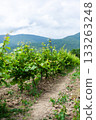 Vineyard rows with lush green grapes under cloudy sky in a scenic hillside area 133263248