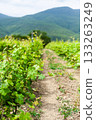 Vineyard rows stretching under bright skies and distant mountains in the countryside 133263249