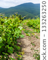 Vineyard rows stretching under bright skies and distant mountains in the countryside 133263250