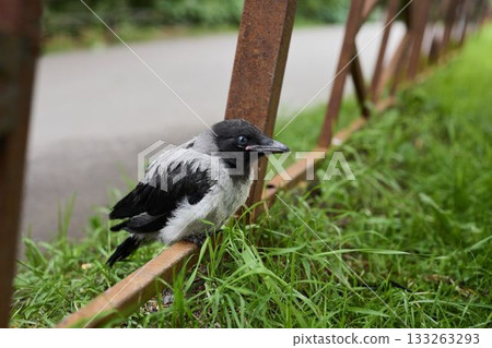 Young hooded crow sitting on rail with detailed feathers Young hooded crow sitting on rail with detailed feathers 133263293