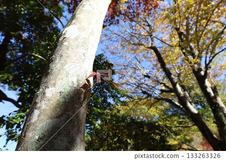 A single maple leaf shining in an autumn forest - close-up of the tree and autumn leaves 133263326
