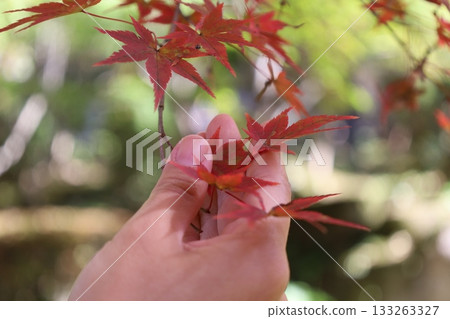Gently touching autumn leaves - close up of hand with autumn leaves Gently touching autumn leaves - close up of hand with autumn leaves 133263327