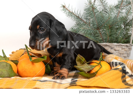 black dachshund puppy sits among tangerines and festive backdrop of pine branches 133263383