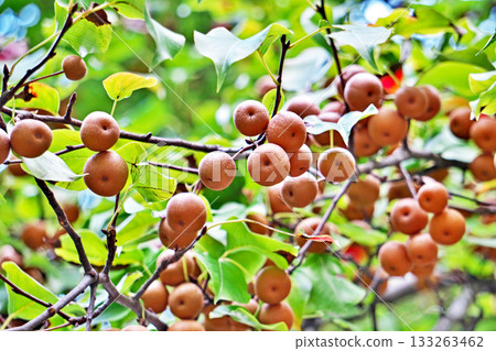 Small mountain pear fruit (autumn, November) Small mountain pear fruit (autumn, November) 133263462