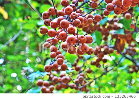 小山梨果實（秋季，11月） 133263466