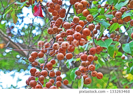 Small mountain pear fruit (autumn, November) 133263468