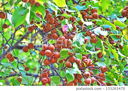 Small mountain pear fruit (autumn, November) 133263470
