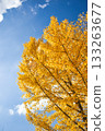 十一月,銀杏樹葉呈現明亮的黃色。 十一月,銀杏樹葉呈現明亮的黃色。 133263677