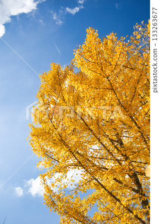 十一月,銀杏樹葉呈現明亮的黃色。 十一月,銀杏樹葉呈現明亮的黃色。 133263677