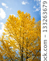 十一月,銀杏樹葉呈現明亮的黃色。 十一月,銀杏樹葉呈現明亮的黃色。 133263679