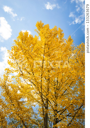 十一月,銀杏樹葉呈現明亮的黃色。 十一月,銀杏樹葉呈現明亮的黃色。 133263679