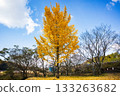十一月,銀杏樹葉呈現明亮的黃色。 十一月,銀杏樹葉呈現明亮的黃色。 133263682
