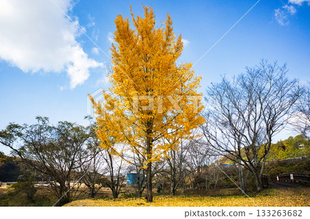 十一月,銀杏樹葉呈現明亮的黃色。 十一月,銀杏樹葉呈現明亮的黃色。 133263682